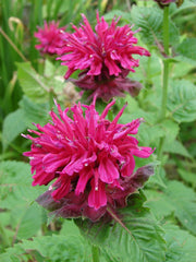 Bee Balm