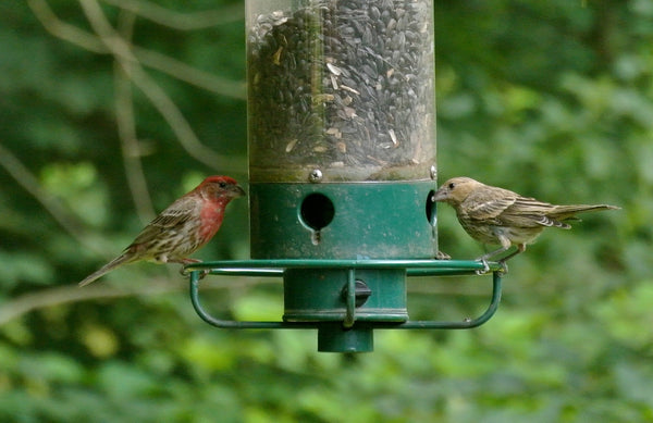 Pair of finches at a feeder