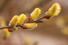 Pussy Willow twig blooming