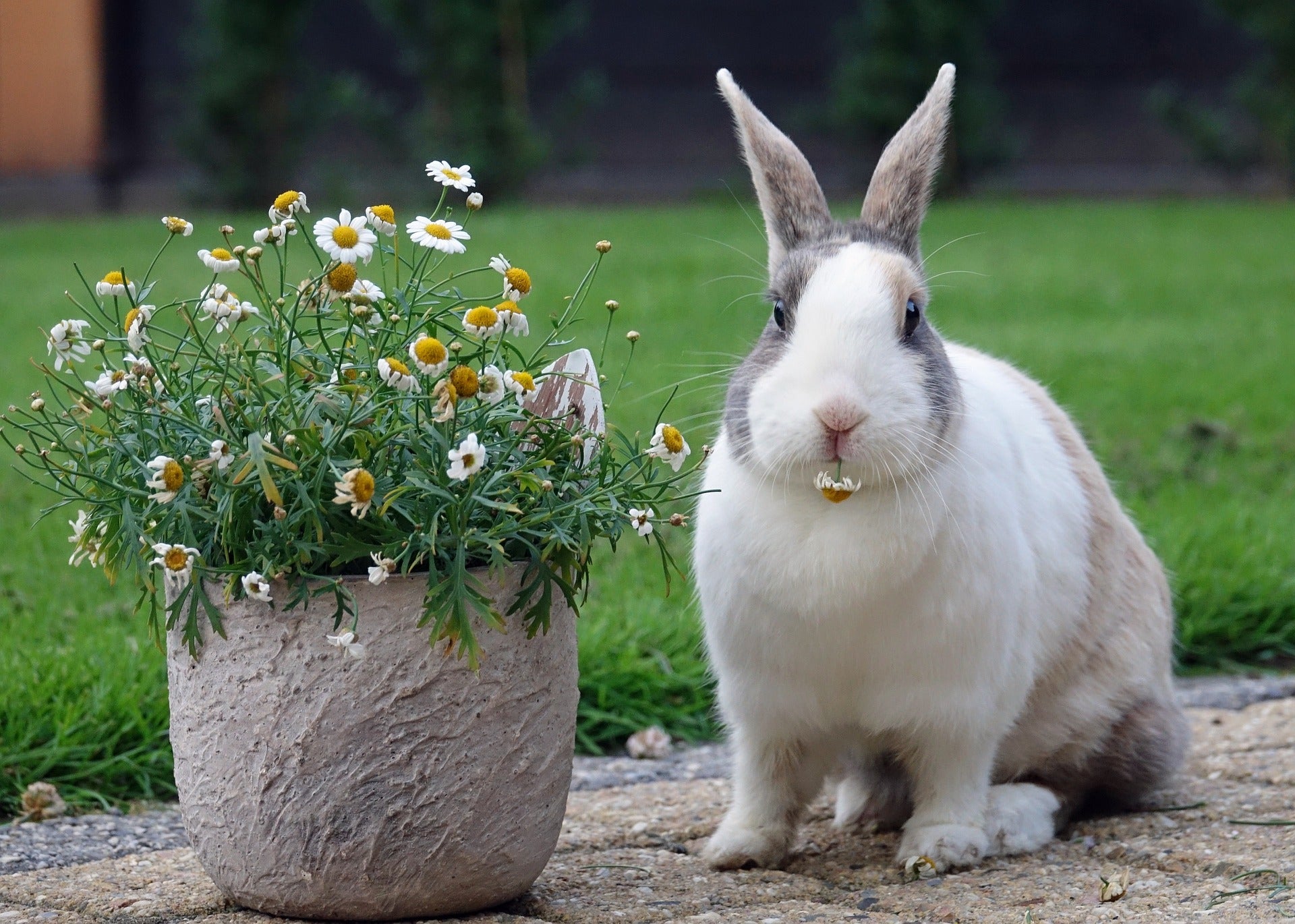 Dutch Rabbit and pot of flowers