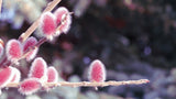 Japanese Pussy Willow