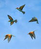 Hummingbirds in flight