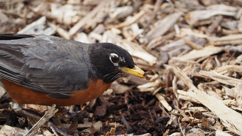 Robin on mulch