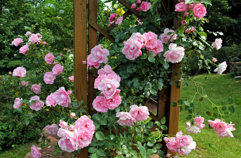 Pink roses on a trellis