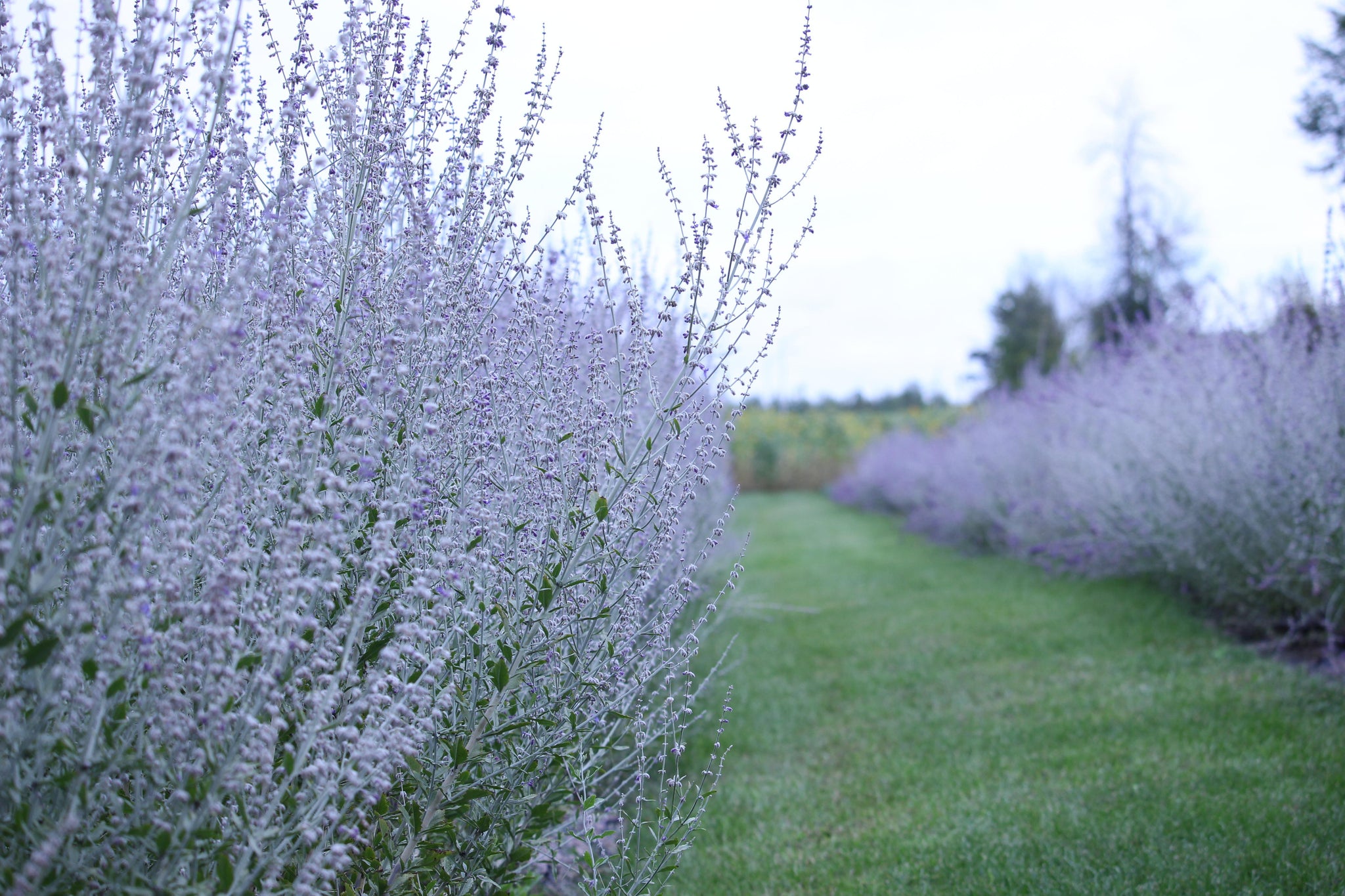 Russian Sage