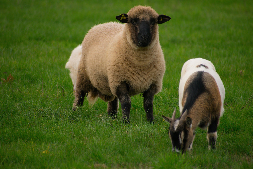 Sheep & Goat grazing