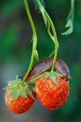 Slug on Strawberries