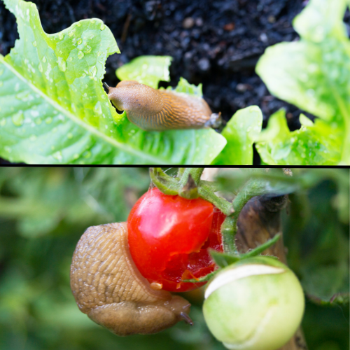 Slugs eating tomatoes and lettuce