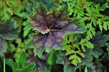 Huechera Coral Bells leaf