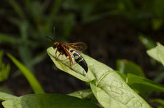 Cicada Killer on a leaf