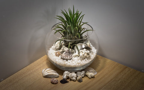 terrarium for blog