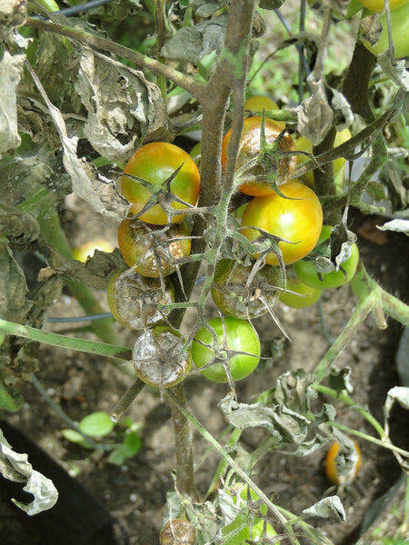 Tomatoes with Late Blight