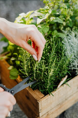 Trimming herbs