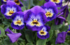 Purple violas