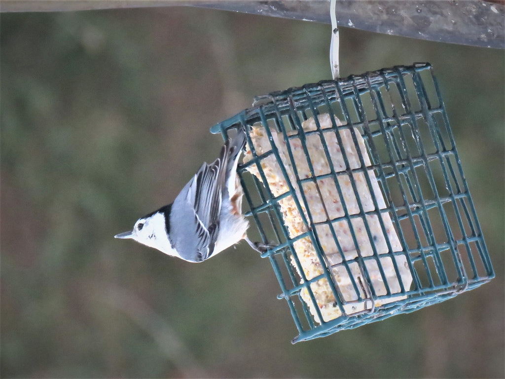 White-Breasted Nuthatch on a suet cage
