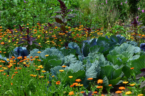 Vegetable garden with companion flowers for pest control