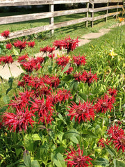 Bee Balm