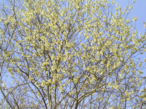 Pussy willow shrub