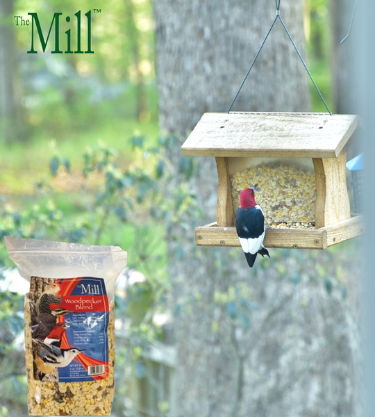 Woodpecker at Feeder