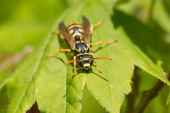 Yellow Jacket on a leaf