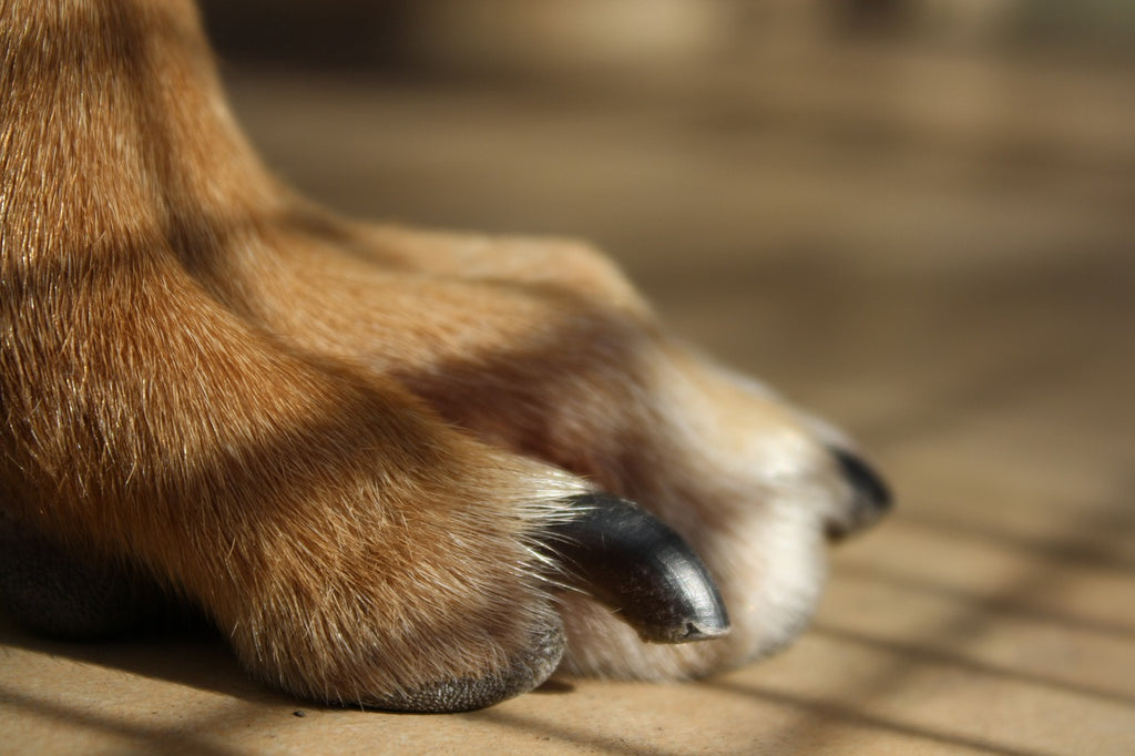 trimming dogs toenails