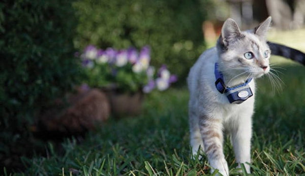 collar de descarga eléctrica para contención de gatos