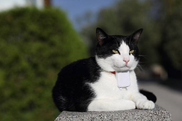 Outdoor Cat GPS, cat tracker, gps collar, alternatives to cat fence