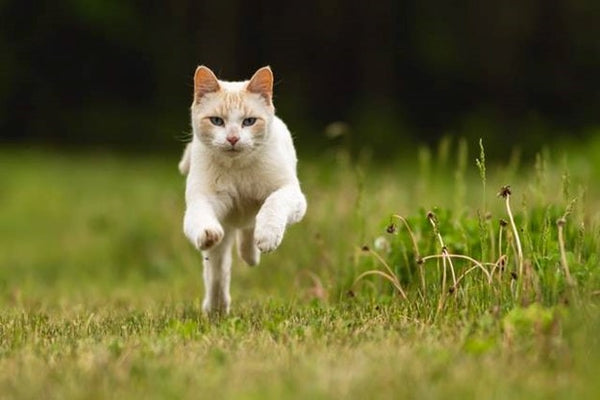 Running cat, outdoor cat, cat fence, Photo by James Hammond on Unsplash