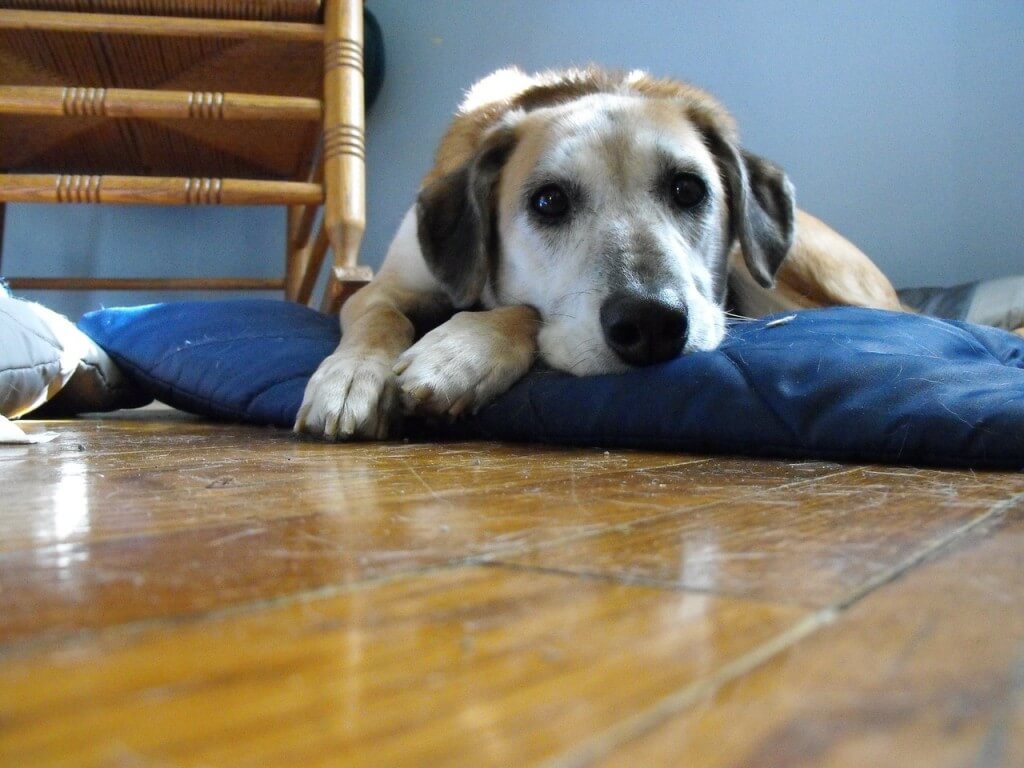 dog laying on bed