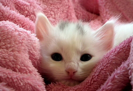 kitty-in-blanket