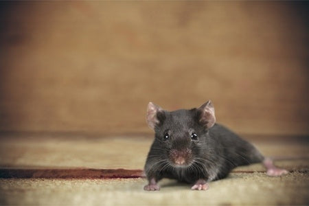 How to Get Rid of Mice Without Harming Your Pet