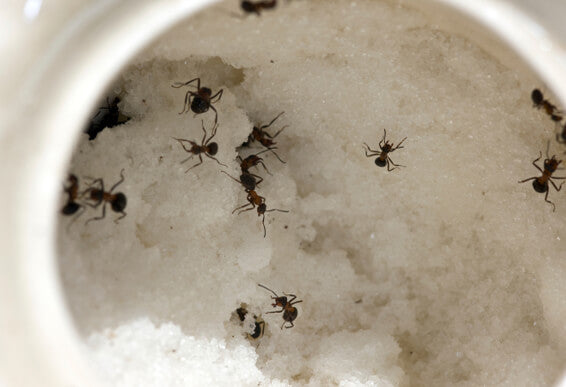 ants-in-sugar