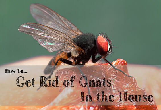 How To Quickly Get Rid of House Flies and Fruit Flies