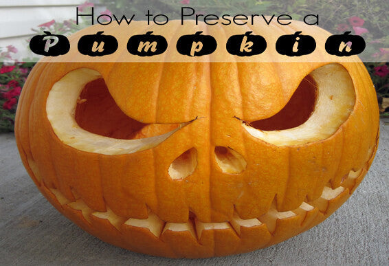 How to Preserve a Pumpkin – Diatomaceous Earth