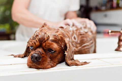 dog being washed in bath
