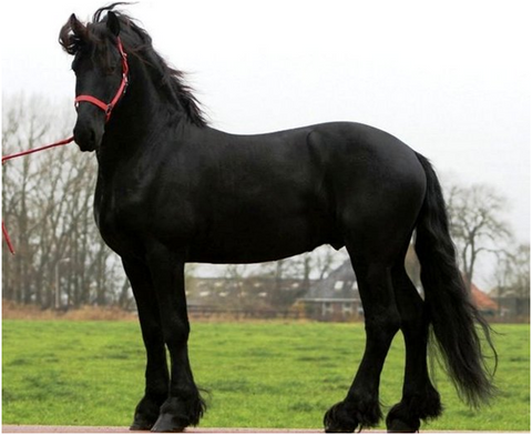 Type of Friesians Horse