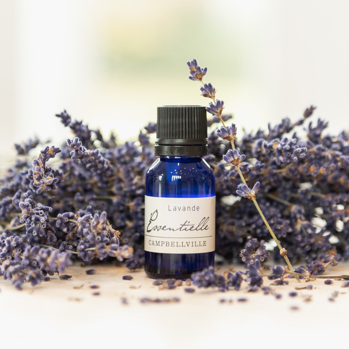 Best Lavender Plant For Essential Oil