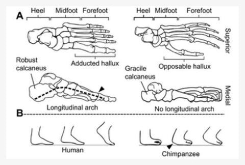 The position of the ball of the big toe compared to the ball of the 2nd toe in the human versus the chimpanzee