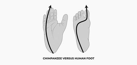 Chimpanzee versus human foot