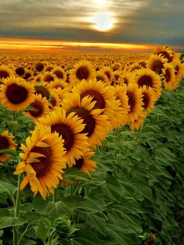 Sunflower field