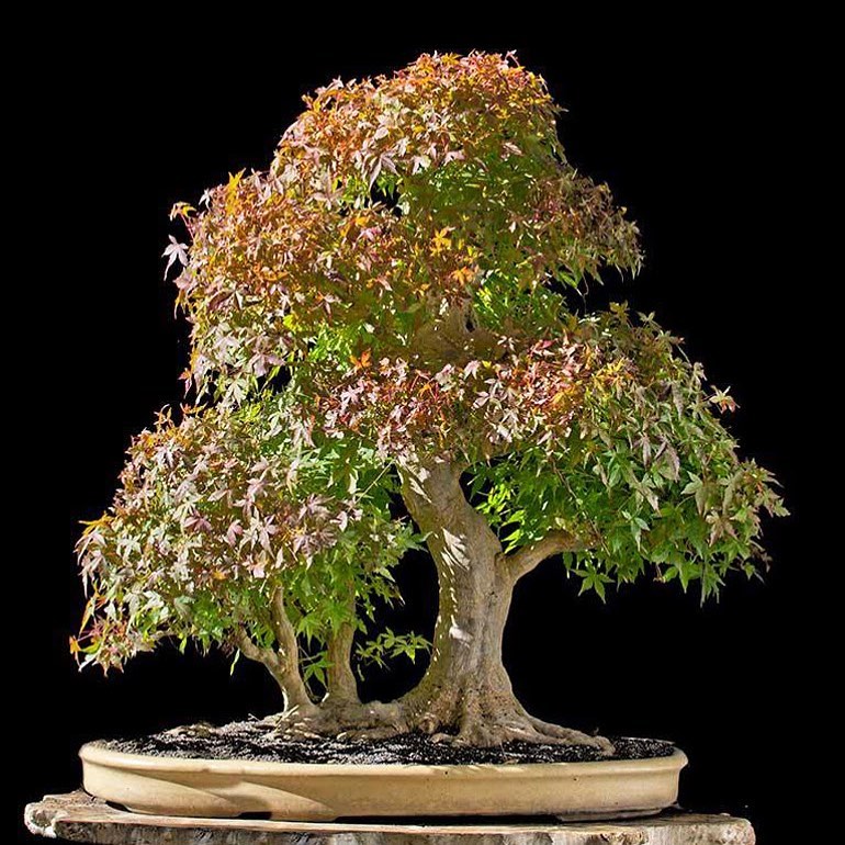 Follow our. and. for specimen bonsai, instructional info, and exclusive dea...