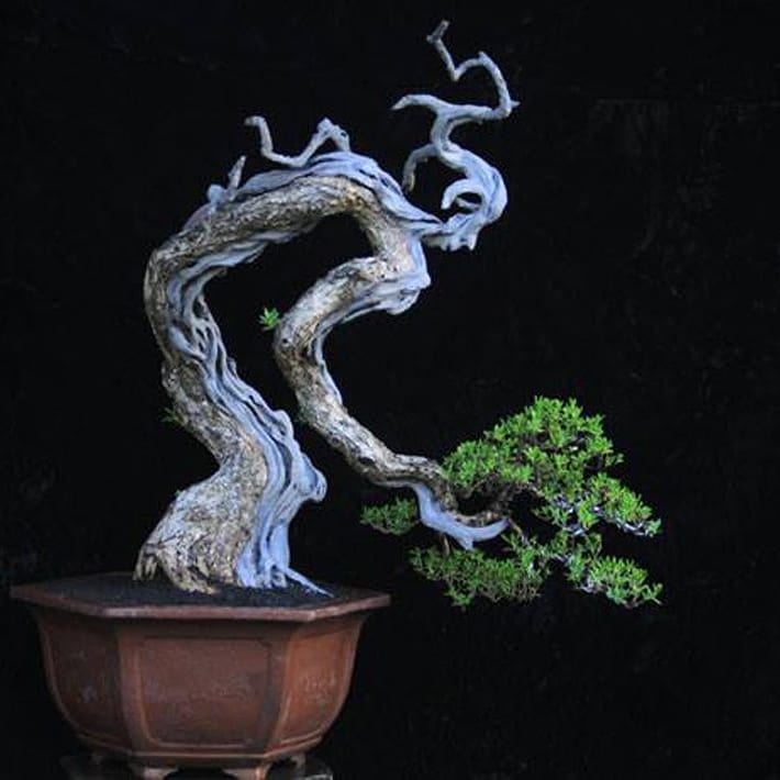 NEW Tie Pots make growing bonsai trees easier – Stone Lantern