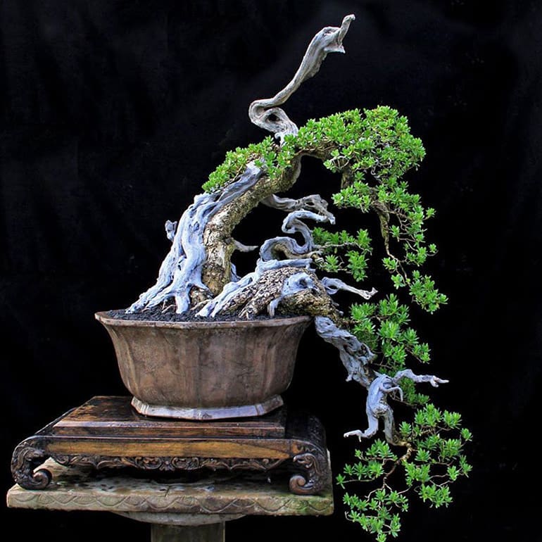 NEW Tie Pots make growing bonsai trees easier – Stone Lantern