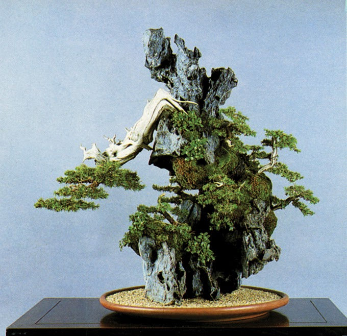Juniper Bonsai Tree On Rock Slab