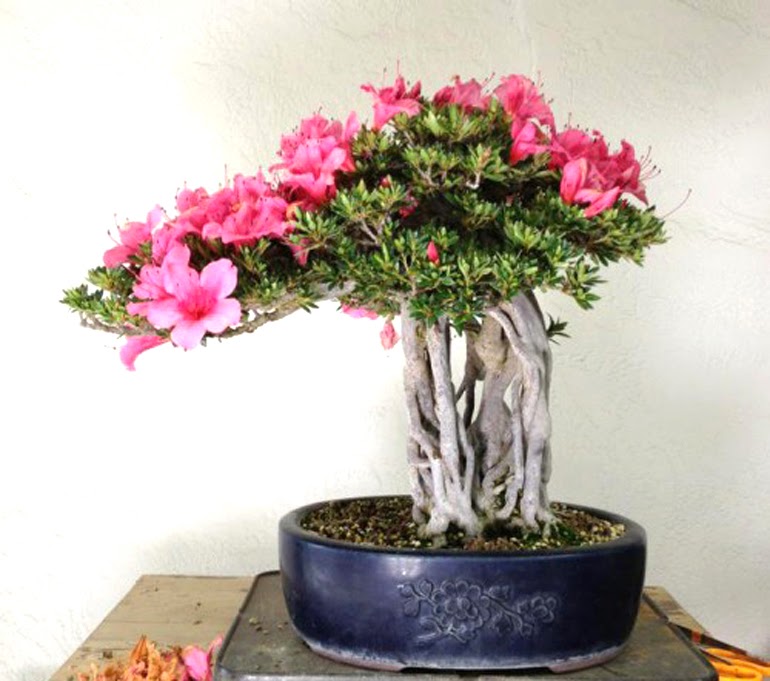 Bonsai Berries & Flowers – Stone Lantern