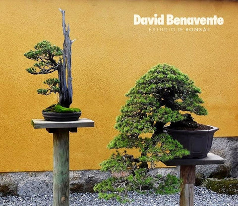 David Benavente bonsai studio garden