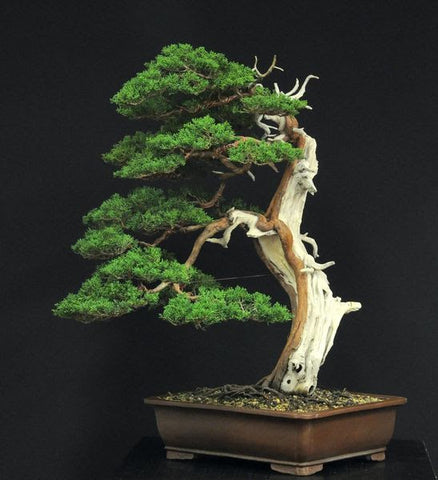 Itoigawa Juniperus chinensis bonsai by Francesco Santini