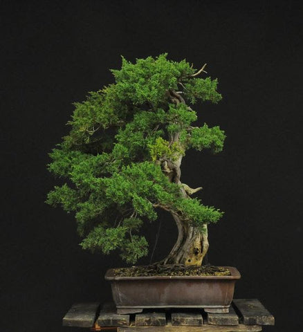 Itoigawa Juniperus chinensis bonsai by Francesco Santini