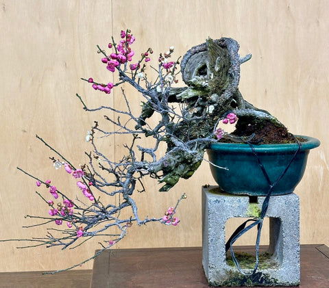 Japanese flowering apricot bonsai by Peter Tea in teal pot