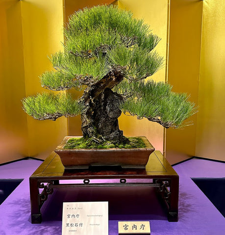 Japanese Black Pine Imperial Collection Kokufu bonsai